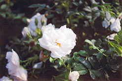 Blanc Double de Coubert Rose (Rosa 'Blanc Double de Coubert') at Garden Treasures