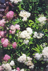 Shirobana Spirea (Spiraea japonica 'Shirobana') at Garden Treasures