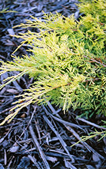 Gold Lace Juniper (Juniperus x media 'Gold Lace') at Garden Treasures
