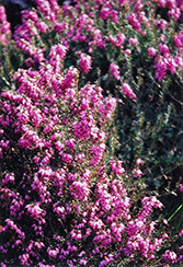 Purple Beauty Heath (Erica cinerea 'Purple Beauty') at Garden Treasures