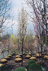 Corinthian White Flowering Peach (Prunus persica 'Corinthian White') at Garden Treasures