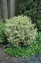 Emerald Moon Boxwood (Buxus sempervirens 'Variegata') at Garden Treasures
