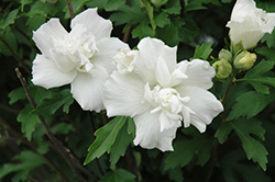 Double White Rose of Sharon (Hibiscus syriacus 'Double White') at Garden Treasures