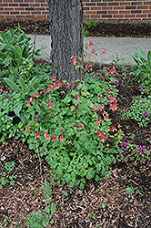 Wild Red Columbine (Aquilegia canadensis) at Garden Treasures