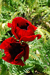 Brilliant Poppy (Papaver orientale 'Brilliant') at Garden Treasures