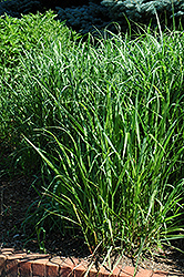 Switch Grass (Panicum virgatum) at Garden Treasures