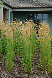 Karl Foerster Reed Grass (Calamagrostis x acutiflora 'Karl Foerster') at Garden Treasures