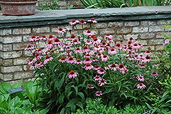 Magnus Coneflower (Echinacea purpurea 'Magnus') at Garden Treasures
