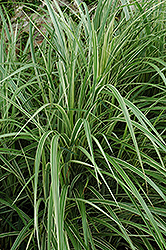 Variegated Silver Grass (Miscanthus sinensis 'Variegatus') at Garden Treasures