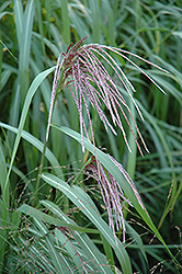 Maiden Grass (Miscanthus sinensis) at Garden Treasures