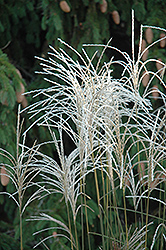 Graziella Maiden Grass (Miscanthus sinensis 'Graziella') at Garden Treasures
