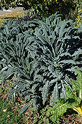 Dinosaur Kale (Brassica oleracea var. sabellica 'Lacinato') at Garden Treasures