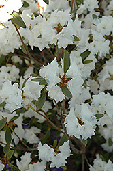 April Snow Rhododendron (Rhododendron 'April Snow') at Garden Treasures