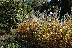 Maiden Grass (Miscanthus sinensis) at Garden Treasures