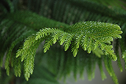 Norfolk Island Pine (Araucaria heterophylla) at Garden Treasures