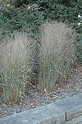 Shenandoah Reed Switch Grass (Panicum virgatum 'Shenandoah') at Garden Treasures