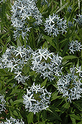 Blue Star Flower (Amsonia tabernaemontana) at Garden Treasures