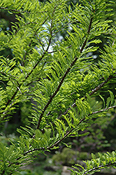 Baldcypress (Taxodium distichum) at Garden Treasures