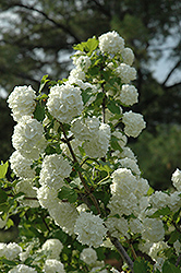Snowball Viburnum (Viburnum opulus 'Roseum') at Garden Treasures