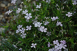 Sand Phlox (Phlox bifida) at Garden Treasures