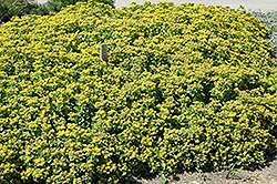 Golden Carpet Stonecrop (Sedum kamtschaticum 'Golden Carpet') at Garden Treasures