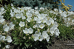 White Clips Bellflower (Campanula carpatica 'White Clips') at Garden Treasures