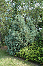 Wichita Blue Juniper (Juniperus scopulorum 'Wichita Blue') at Garden Treasures