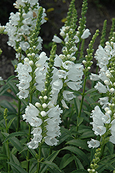 Miss Manners Obedient Plant (Physostegia virginiana 'Miss Manners') at Garden Treasures