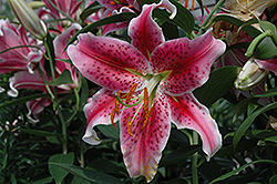 Stargazer Lily (Lilium 'Stargazer') at Garden Treasures