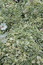 Druett's Variegated Campion (Silene uniflora 'Druett's Variegated') at Garden Treasures