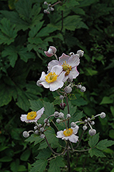 Grapeleaf Anemone (Anemone tomentosa 'Robustissima') at Garden Treasures