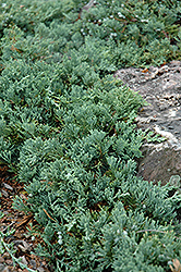 Blue Rug Juniper (Juniperus horizontalis 'Wiltonii') at Garden Treasures