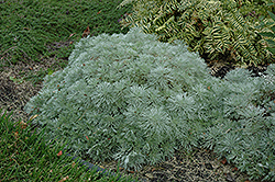 Silver Mound Artemisia (Artemisia schmidtiana 'Silver Mound') at Garden Treasures