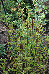Hay-Scented Fern (Dennstaedtia punctilobula) at Garden Treasures