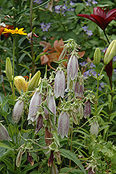 Little Punky Bellflower (Campanula punctata 'Little Punky') at Garden Treasures