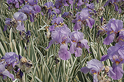 Variegated Sweet Iris (Iris pallida 'Variegata') at Garden Treasures