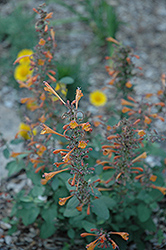 Apricot Sunrise Hyssop (Agastache 'Apricot Sunrise') at Garden Treasures