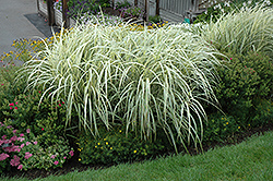 Variegated Silver Grass (Miscanthus sinensis 'Variegatus') at Garden Treasures