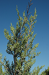 Hetz Columnar Juniper (Juniperus chinensis 'Hetz Columnar') at Garden Treasures
