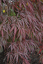 Tamukeyama Japanese Maple (Acer palmatum 'Tamukeyama') at Garden Treasures