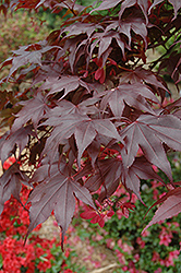 Bloodgood Japanese Maple (Acer palmatum 'Bloodgood') at Garden Treasures