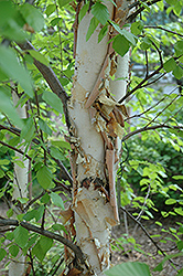 Heritage River Birch (Betula nigra 'Heritage') at Garden Treasures