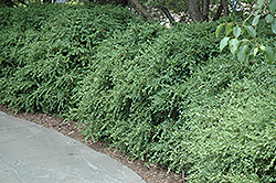Wintergreen Boxwood (Buxus microphylla 'Wintergreen') at Garden Treasures