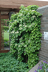 Japanese Hydrangea Vine (Schizophragma hydrangeoides) at Garden Treasures