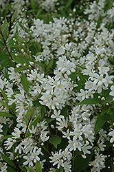 Nikko Deutzia (Deutzia gracilis 'Nikko') at Garden Treasures