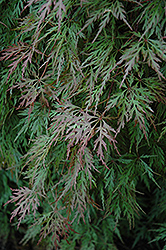 Orangeola Cutleaf Japanese Maple (Acer palmatum 'Orangeola') at Garden Treasures