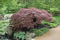 Red Select Japanese Maple (Acer palmatum 'Red Select') at Garden Treasures