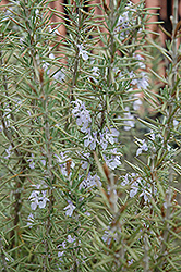 Arp Rosemary (Rosmarinus officinalis 'Arp') at Garden Treasures