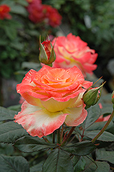 Chihuly Rose (Rosa 'Chihuly') at Garden Treasures