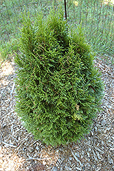 Globe Western Arborvitae (Thuja plicata 'Globosa') at Garden Treasures
